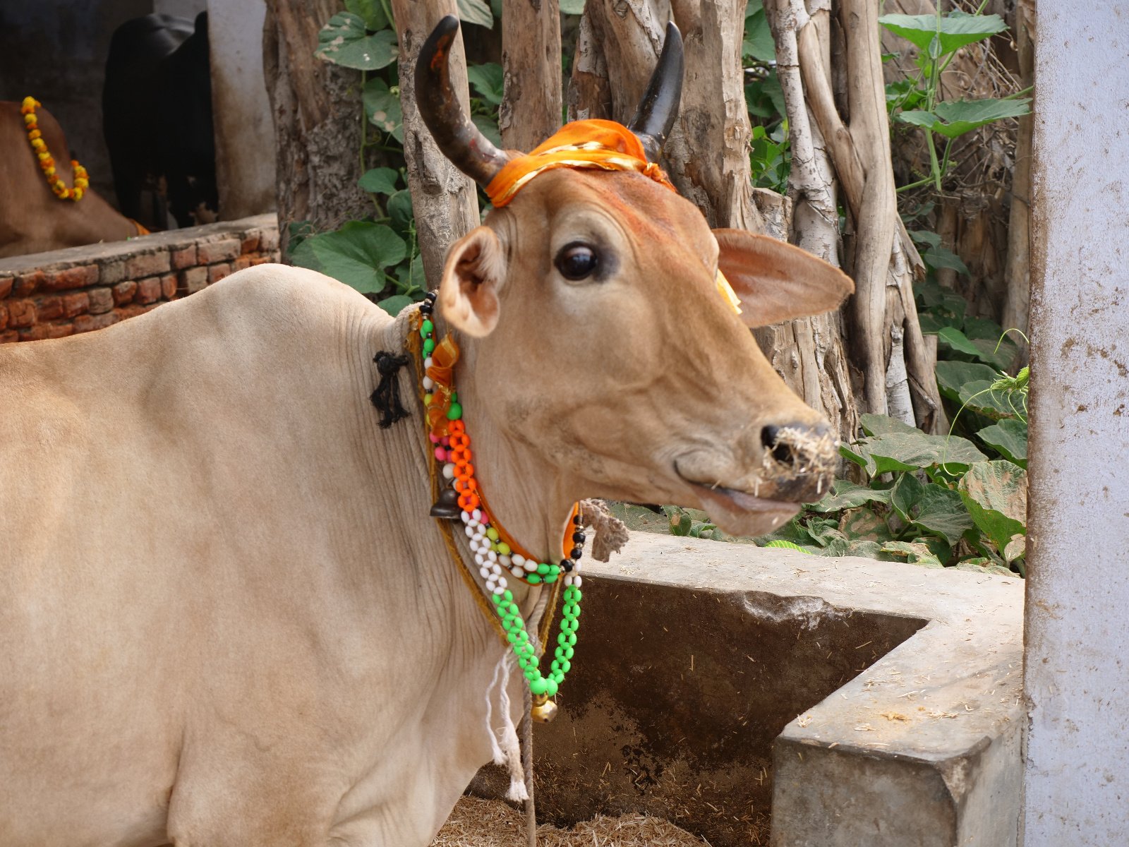  118 Gopashtami Radha kunda Govardhan 19.11.04